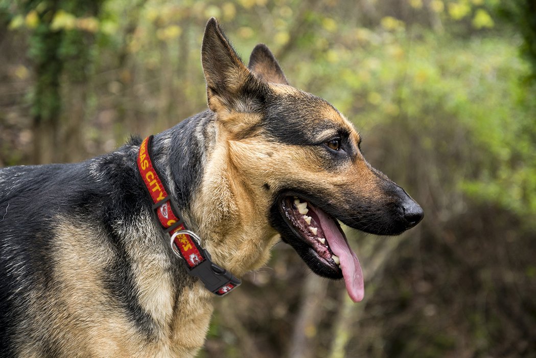 Pets First NFL Kansas City Chiefs Dog Collar - Heavy-Duty, Durable & Adjustable Football Collar for Dogs/ CATS - Small — product image 3