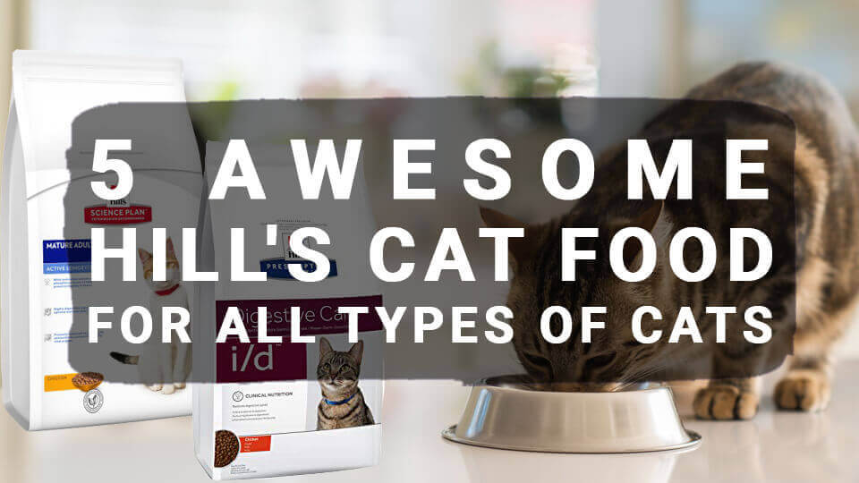 5 Awesome Hill's Cat Food For All Types of Cats