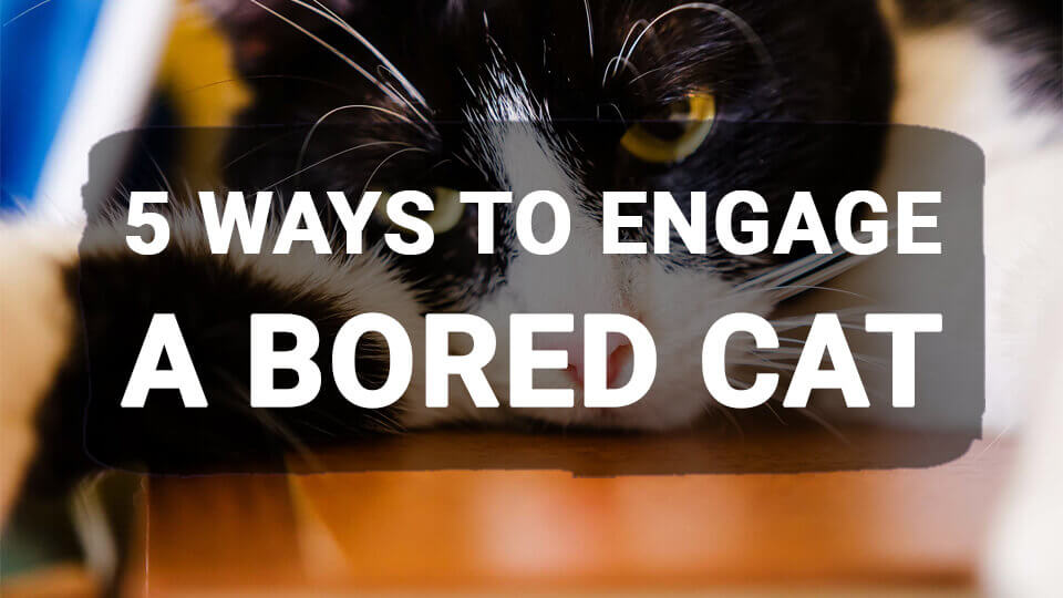 You are currently viewing 5 Ways to Engage a Bored Cat