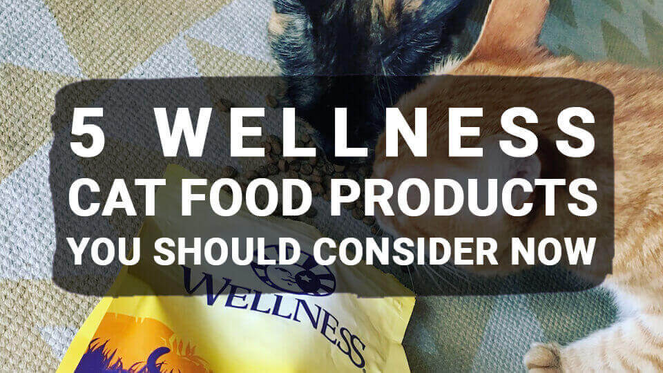 You are currently viewing 5 Wellness Cat Food Products You Should Consider Now