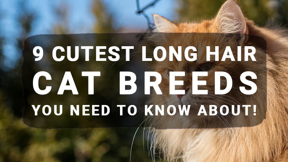 You are currently viewing 9 Cutest Long Hair Cat Breeds You NEED To Know About!
