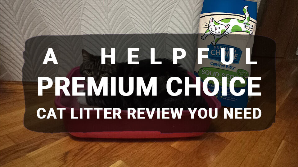 You are currently viewing A Helpful Premium Choice Cat Litter Review You Need