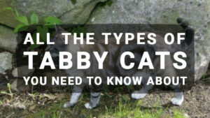 Read more about the article All The Types of Tabby Cats You Need to Know About