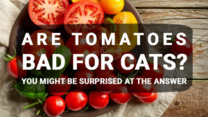 Read more about the article Are Tomatoes Bad for Cats? You Might Be Surprised at the Answer