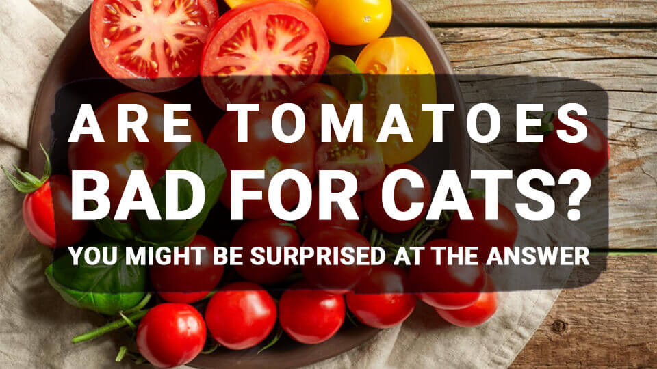 You are currently viewing Are Tomatoes Bad for Cats? You Might Be Surprised at the Answer
