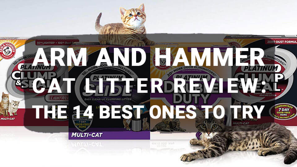 You are currently viewing Arm and Hammer Cat Litter Review: The 14 Best Ones to Try