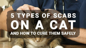 Read more about the article Scabs on Cat: Feline acne, Flea allergy dermatitis, Skin condition treatment – Meowkai