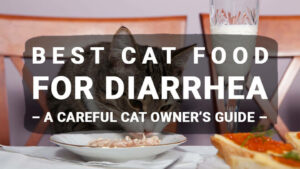 Read more about the article Best Cat Food For Diarrhea – A Careful Cat Owner’s Guide (Updated 2020)
