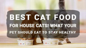 Read more about the article Best Cat Food for House Cats! What Your Pet Should Eat to Stay Healthy