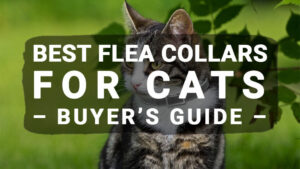 Read more about the article Best Flea Collars For Cats – Buyer’s Guide (Updated 2020)