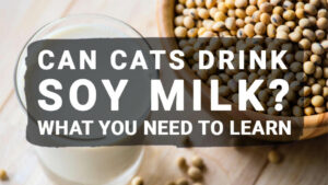 Read more about the article Can Cats Drink Soy Milk? What You Need to Learn