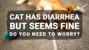 Read more about the article Cat Has Diarrhea But Seems Fine: Do You Need to Worry?