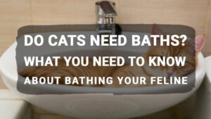 Read more about the article Do Cats Need Baths? What You Need to Know About Bathing Your Feline