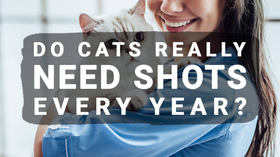 You are currently viewing Vaccines for Cats: Do Cats Really Need Shots Every Year?