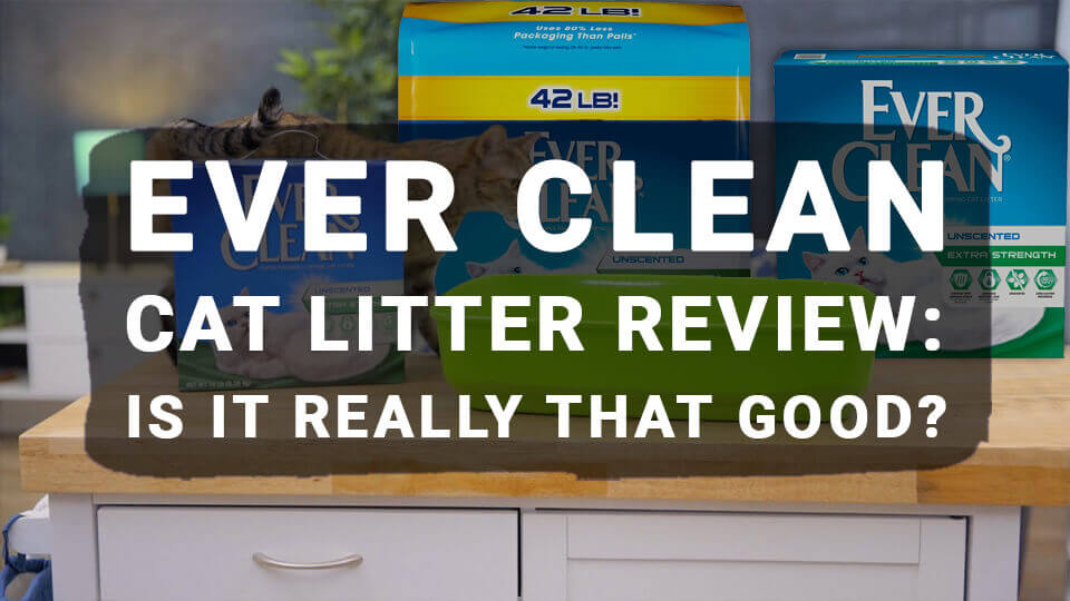 You are currently viewing Ever Clean Cat Litter Review: Is It Really That Good?