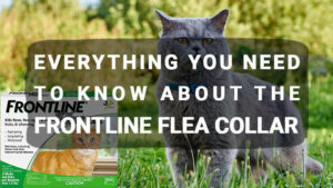 Read more about the article Everything You Need to Know About the Frontline Flea Collar