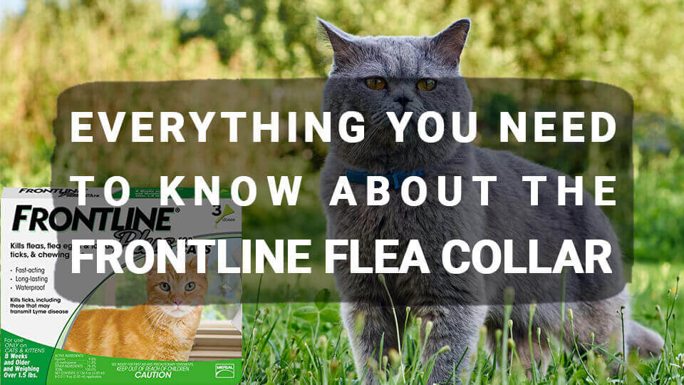 You are currently viewing Everything You Need to Know About the Frontline Flea Collar