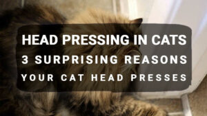 Read more about the article Head Pressing in Cats: 3 Surprising Reasons Your Cat Head Presses