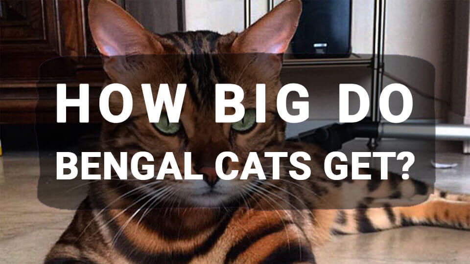 You are currently viewing How Big Do Bengal Cats Get?