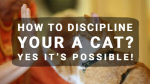 Read more about the article How to Discipline Your a Cat? Yes it’s possible!