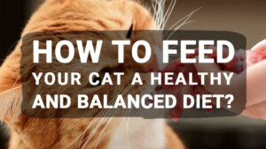 Read more about the article How to Feed Your Cat a Healthy and Balanced Diet?