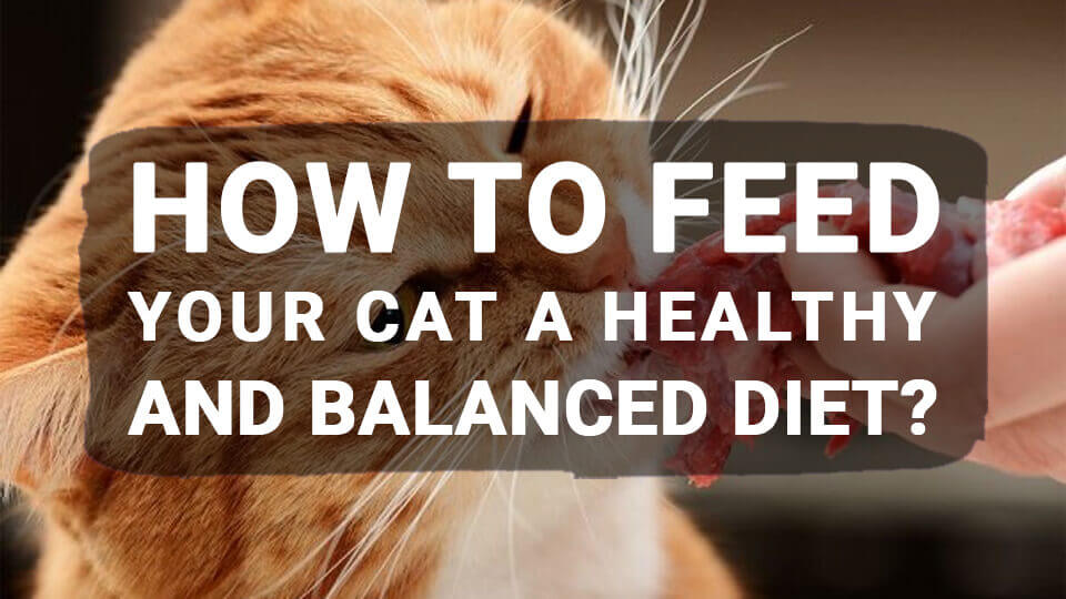 You are currently viewing How to Feed Your Cat a Healthy and Balanced Diet?
