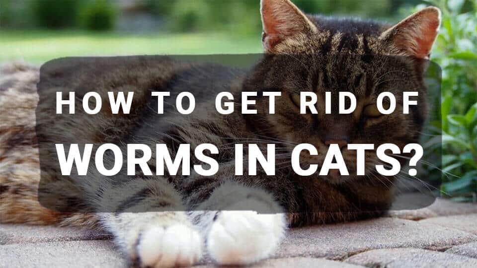 You are currently viewing How to Get Rid of Worms in Cats?