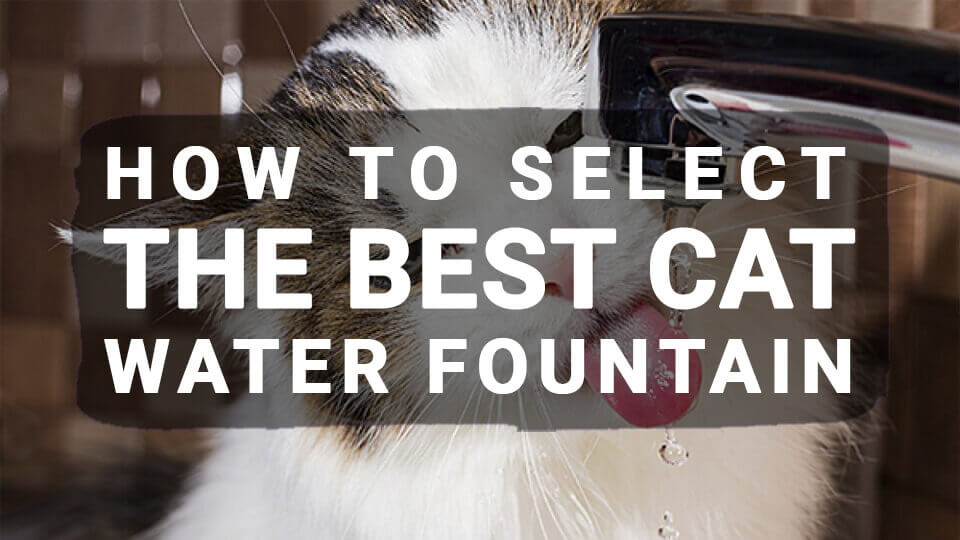 You are currently viewing How to Select the Best Cat Water Fountain (Updated 2020)