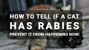 Read more about the article How to tell if a Cat Has Rabies: Prevent It From Happening Now!