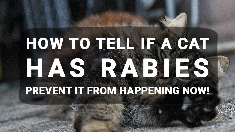 You are currently viewing How to tell if a Cat Has Rabies: Prevent It From Happening Now!
