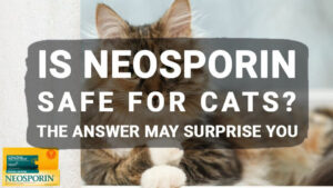 Read more about the article Is Neosporin Safe for Cats? The Answer May Surprise You