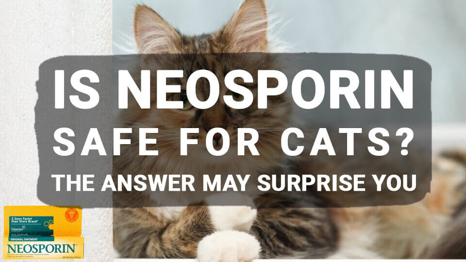 You are currently viewing Is Neosporin Safe for Cats? The Answer May Surprise You