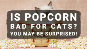 Read more about the article Is Popcorn Bad For Cats? You May Be Surprised!