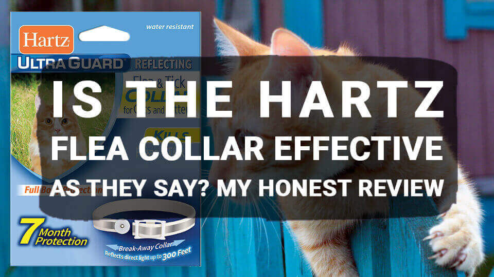 You are currently viewing Is The Hartz Flea Collar Effective As They Say? My Honest Review