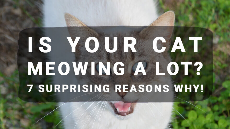 You are currently viewing Is Your Cat Meowing A Lot? 7 Surprising Reasons Why!