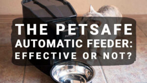 Read more about the article The Petsafe Automatic Feeder: Effective or Not?