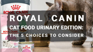 Read more about the article Royal Canin Cat Food Urinary Edition: The 5 Choices to Consider