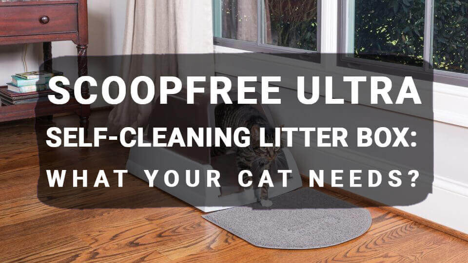 You are currently viewing ScoopFree Ultra Self-Cleaning Litter Box: What Your Cat Needs?