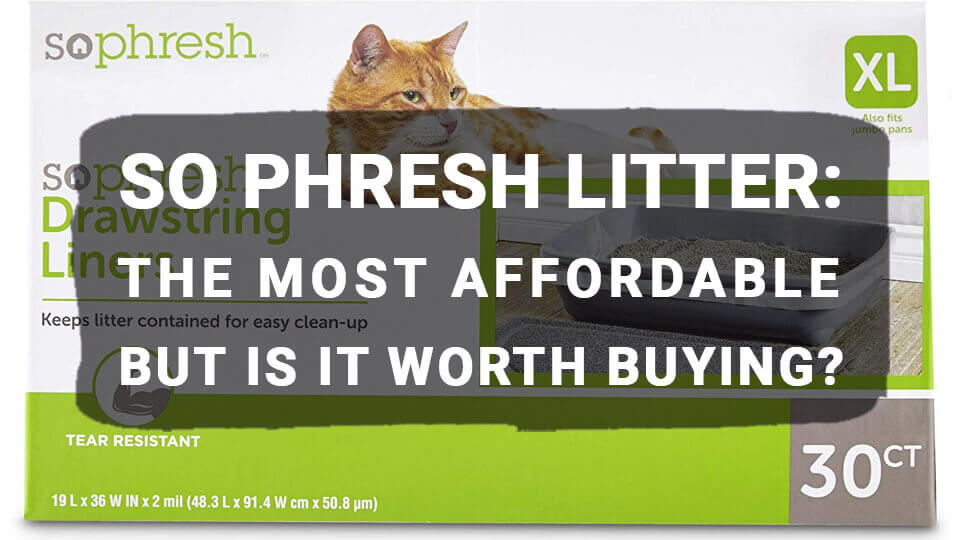 You are currently viewing So Phresh Cat Litter: Your Guide To Choosing The Best