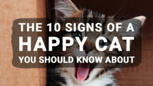 Read more about the article The 10 Signs of a Happy Cat You Should Know About
