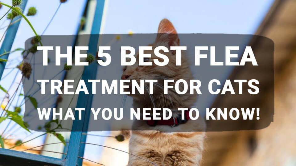 You are currently viewing The 5 Best Flea Treatment for Cats: What You Need to Know!