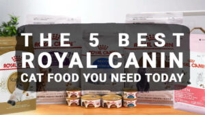 Read more about the article The 5 Best Royal Canin Cat Food You Need Today