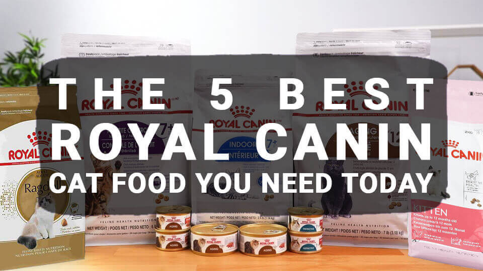 You are currently viewing The 5 Best Royal Canin Cat Food You Need Today