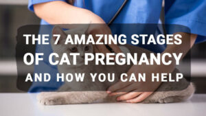 Read more about the article Cat Pregnancy Stages and Signs