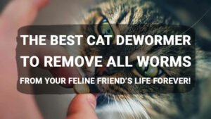 Read more about the article The Best Cat Dewormer to Remove All Worms from Your Feline Friend’s Life Forever!