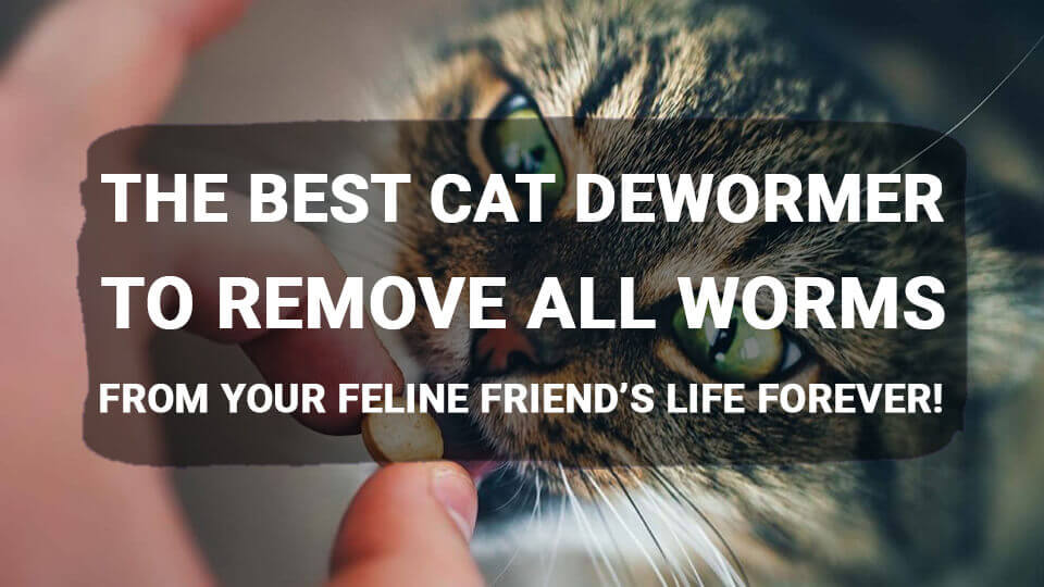 You are currently viewing The Best Cat Dewormer to Remove All Worms from Your Feline Friend’s Life Forever!