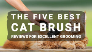 Read more about the article The Five Best Cat Brush Reviews For Excellent Grooming