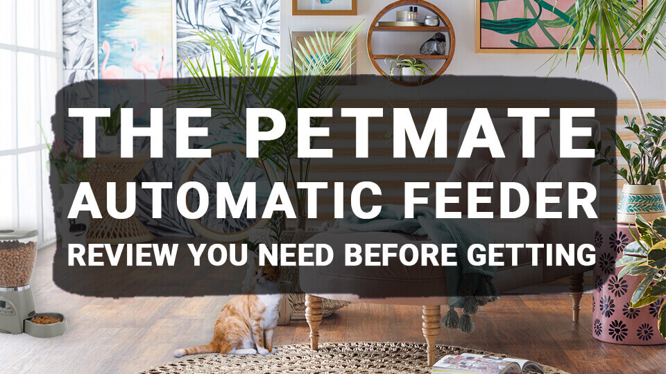 You are currently viewing The Petmate Automatic Feeder Review You Need Before Getting