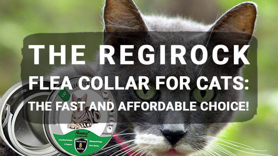 You are currently viewing The REGIROCK Flea Collar For Cats: The Fast and Affordable Choice!