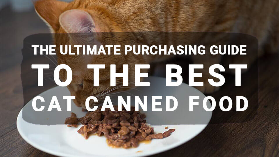 You are currently viewing The Ultimate Purchasing Guide to the Best Cat Canned Food